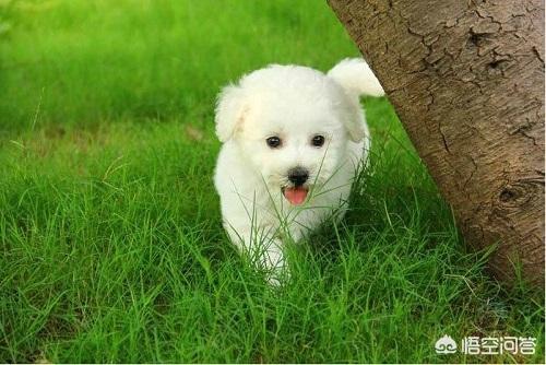 比熊图片:比熊毛不白发黄，小比熊毛发黄长大会变白吗？ 比熊照片