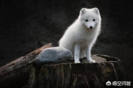 狐狸狗吃什么狗粮:狗狗肠胃不好，吃什么狗粮好？
