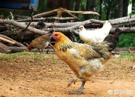 2019年白鹇鸡养殖视频:2019年养殖速成鸡前景如何，有哪些建议？
