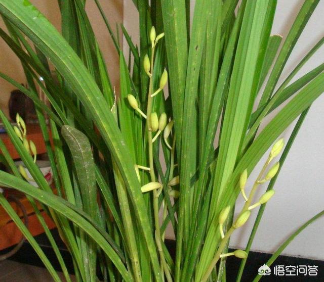 兰花建兰图片:我这个是正宗的建兰小桃红吗？