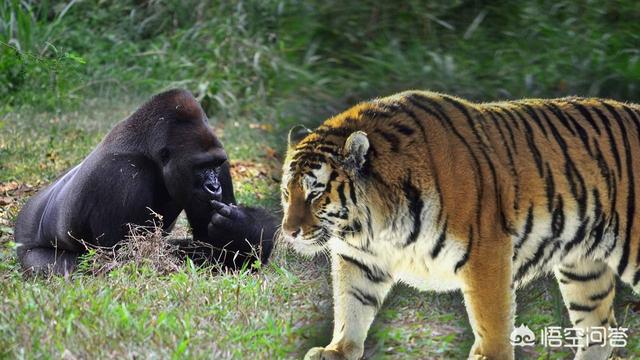山地大猩猩之:山地大猩猩之母 银背大猩猩打不过花豹是谣言吗？