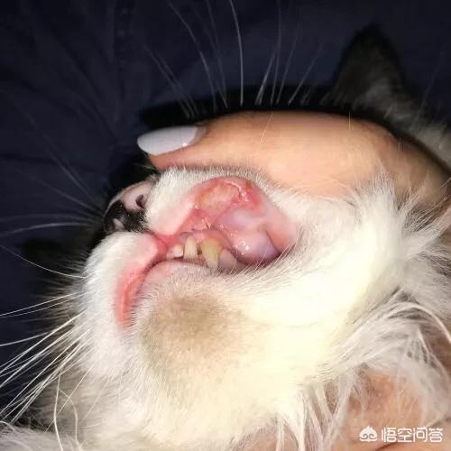 猫牙结石症状:猫牙结石症状图片 如何判断猫咪进入老年期？