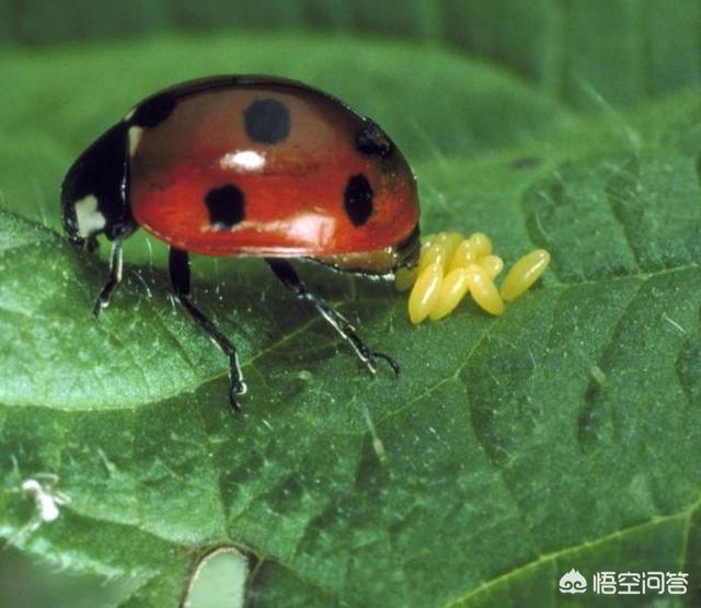 葡萄树的害虫有哪些:葡萄叶片有很多的黑色斑点是啥病？