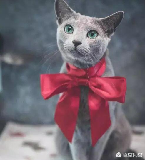 进口俄罗斯蓝猫:想养一只蓝猫，在哪里买合适？