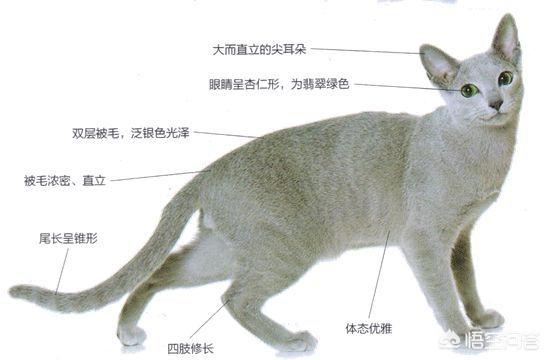 俄罗斯蓝猫成都:想养一只蓝猫，在哪里买合适？