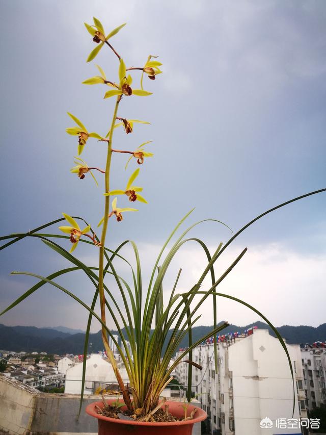 鼠妇有什么危害特点，兰盆内出现潮湿虫(又名西瓜虫学名鼠妇)如何杀灭