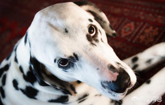 买成年的斑点狗好养吗:为什么曾经很多人喜欢的斑点狗，现在却没人养呢？ 斑点狗适合小孩养吗