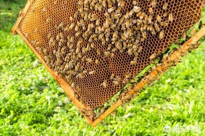 棉虫为害特征是什么，蜜蜂巢中出现棉虫怎么治？