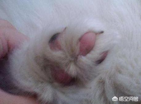萨摩犬舍:如何挑选纯种的萨摩耶幼犬？