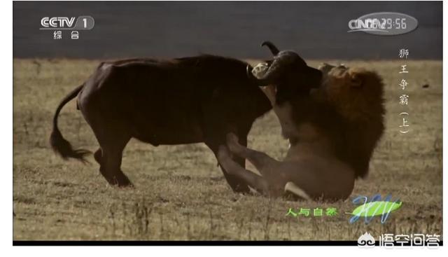 白肢野牛平均体重，非洲水牛VS白肢野牛谁厉害呢