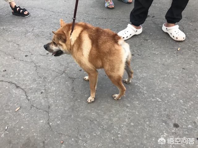 竖琴海豹:胖的卡通动物有哪些？显得很可爱的？