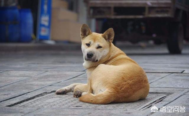 纯种中华犬大黄狗:成都把中华田园犬列为22种禁养犬之一，你怎么看？