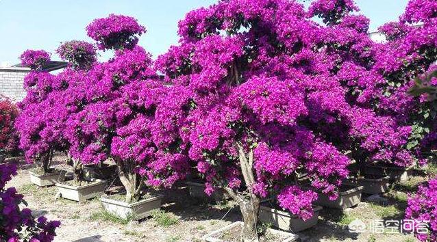 头条问答 三角梅梅雨季节可以由地栽上盆吗 爱花的一木的回答 0赞