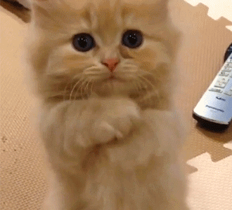 山东狮子猫:请问鸳鸯眼纯白长毛狮子猫多少钱一只？哪里有卖的？