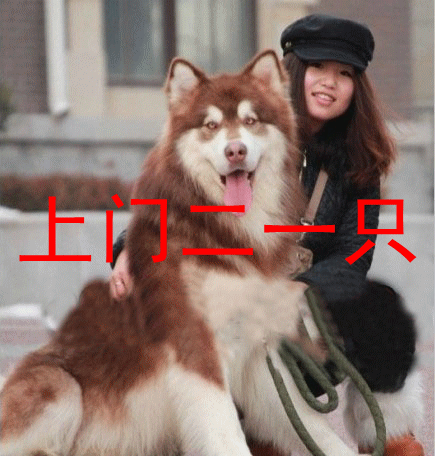 金毛巡回猎犬吃什么:饲养金毛犬，什么食物会影响它们的健康呢？