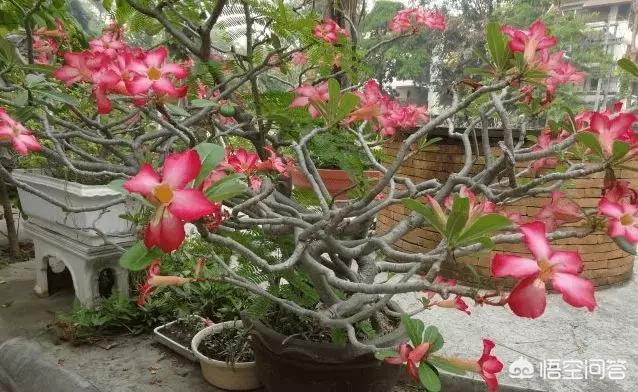 黄刺玫的养护方式:沙漠玫瑰如何养护？夏季砍头扦插能活吗？