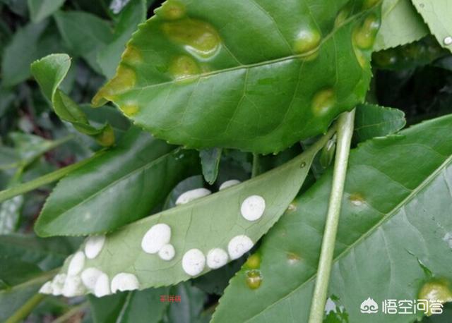 什么病不能喝茶叶茶,茶叶种植初期,最怕哪种病害? - 玉石阁