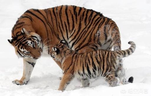 猛兽大对决湾鳄vs白鲨:猛兽大对决湾鳄vs大白鲨 哪种食肉动物可以打败东北虎？为什么？