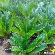 见到铁树开花好不好:梦见铁树开花好不好 铁树开花有什么寓意？你亲眼见过吗？