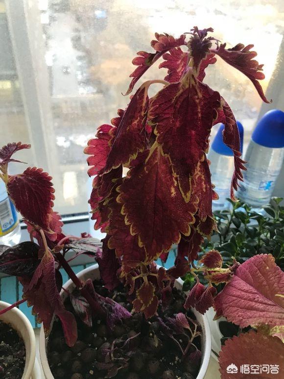 彩叶草盆景怎么养:彩叶草盆景制作方法 盆栽的彩叶千年木，应该怎么养？