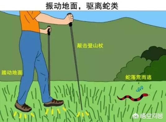 帝皇眼镜蛇王咬人:帝皇眼镜蛇王图片 什么东西能引起毒蛇暴躁咬人？