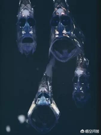 鳗鱼尾巴壮阳，马里亚纳海沟8000米以下，究竟有哪些生物能够生存下来