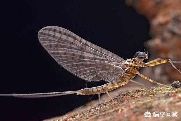 逆毛天竺鼠寿命:哪些动物或者宠物寿命比较短？