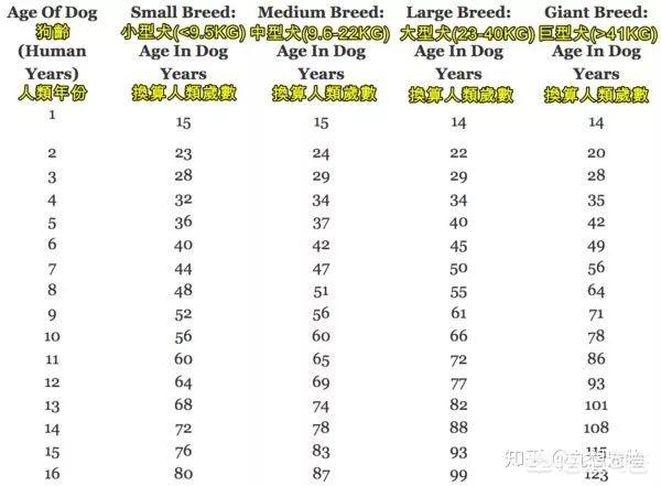 狗狗年龄计算器:狗狗5岁相当于人类几岁？