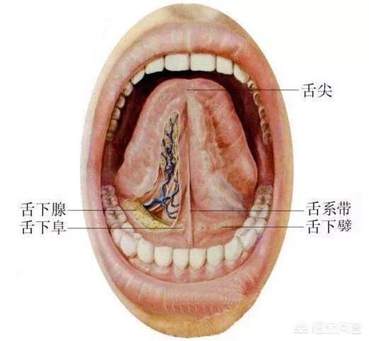 舌下放血吐出来血黑,舌根放血取酸,吐出的一条一条像肉筋的东西是什么