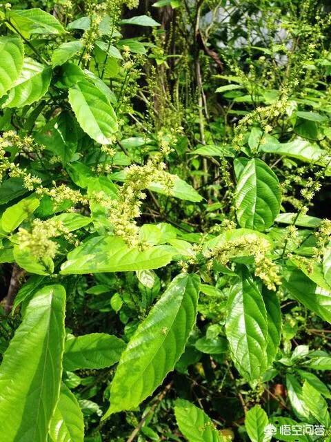 野生多穗石柯甜茶有什麼用處海南五指山成串的野茶功效與作用都有什麼