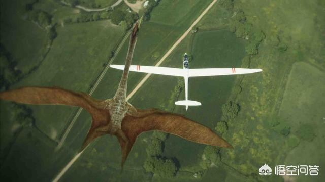 翼龙的真实照片，几十吨重的恐龙是如何飞上蓝天的