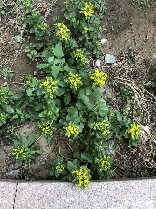 请问这是什么植物？