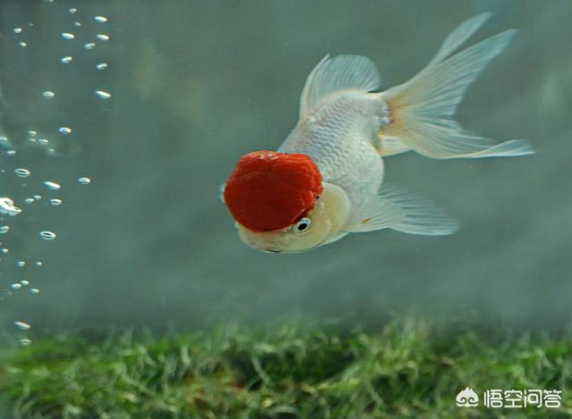 观赏水族疾病防治学:鱼缸的观赏鱼用药之后，我们需要如何换水和清洗滤材呢？