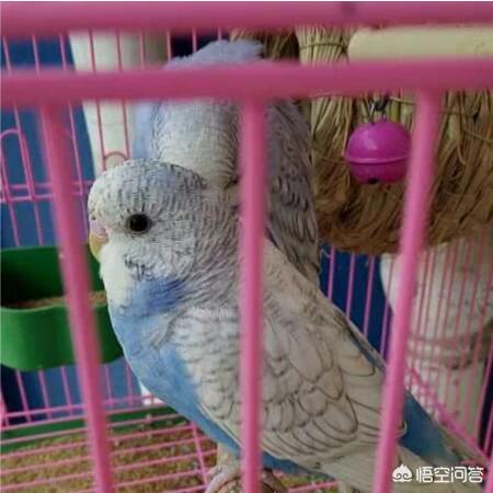 灰头情侣鹦鹉:灰蓝头鹦鹉价格多少？可以人工繁殖吗？