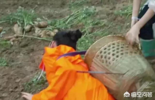 陈飞宇口误:历经此次lof与ao3事件，肖战会受何影响？