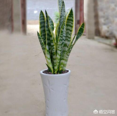 懒人可以养哪些盆栽？