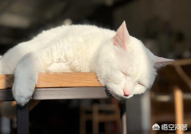 抖音上吸猫是什么意思百度百科:抖音里为什么猫的爪子下放两张纸，反应会这么强烈？