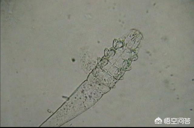 犬虫净驱球虫效果好吗:宠物驱虫是打针驱虫好还是吃药驱虫好？