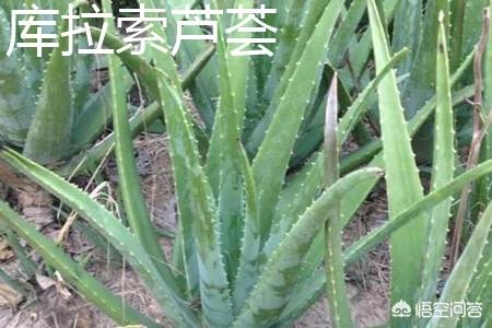 中国芦荟的图片大全集:芦荟叶尖干瘪要剪掉吗？要注意什么？