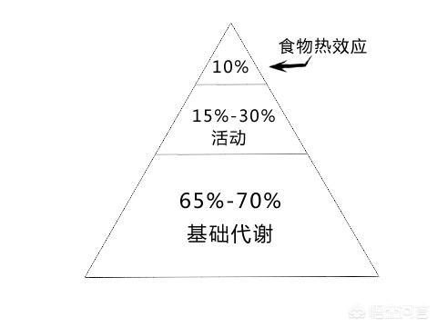 怎么算基础代谢，人体的基础代谢是什么意思