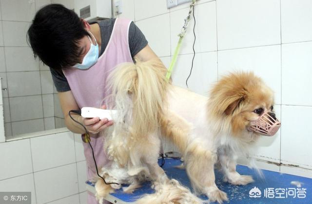 宠物饲养法:宠物狗屡屡扰民，宠主们如何做到文明养犬？