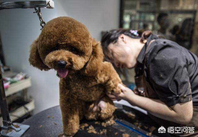 狗怕什么气味人闻不到:在狗狗的眼中，什么样的人会令它们感到非常害怕？