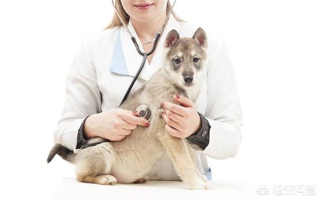 犬皮肤病脓皮症治疗:狗狗身上溃烂，流脓是怎么回事啊？