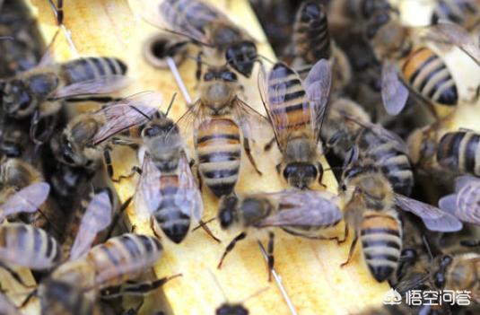 没有蜜蜂生态系将会如何，没有蜂王跟随，工蜂真的会聚集飞逃吗