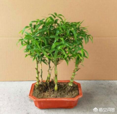 怎么养护好罗汉竹:盆栽佛肚竹应该怎样养护？