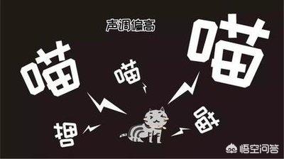 半夜猫叫代表什么:半夜听到猫叫难受的要崩溃是什么情况？