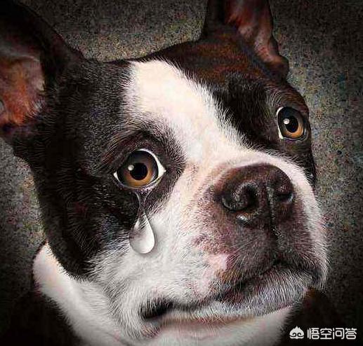 关于夏季养宠物小常识:夏天养狗需要注意的有哪些？