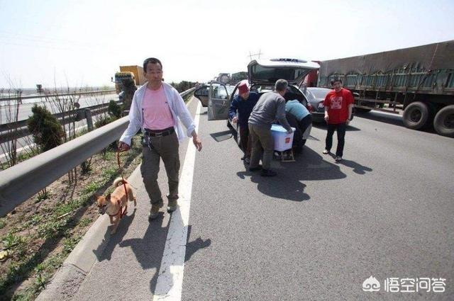 关于夏季养宠物小常识:夏天养狗需要注意的有哪些？