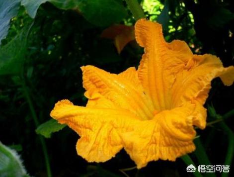 悟空问答 南瓜只开雄花 不开雌花 怎么办 7个回答