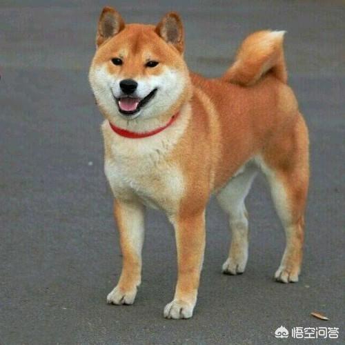 秋田犬智商:柴犬就是日本的秋田犬吗？如何养？